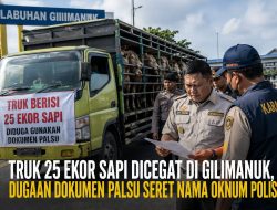 Truk Bermuatan 25 Sapi Tujuan Luar Bali Dihentikan di Gilimanuk, Dugaan Dokumen Karantina Palsu Didalami